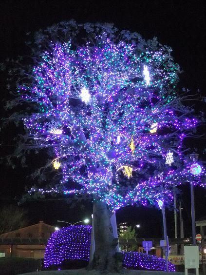 幸せを呼ぶとされるカツオくんを探そう！！ 約7万個のLED電飾が美しい