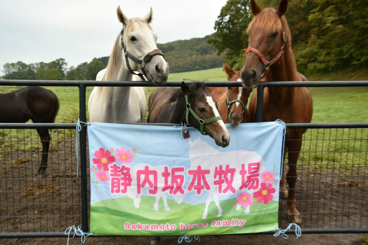 18年09月 静内杉下牧場便り