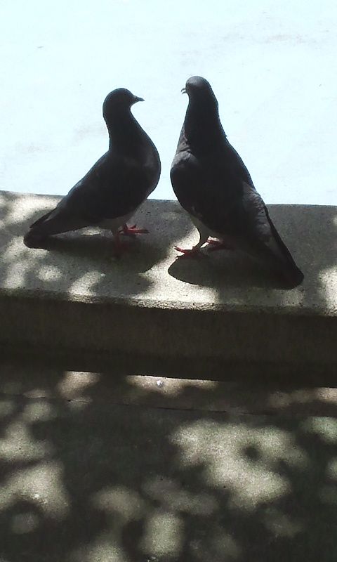 鳩の恋 元ol 落語にハマる 鳩の恋 元ol 落語にハマる