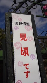 薔薇に