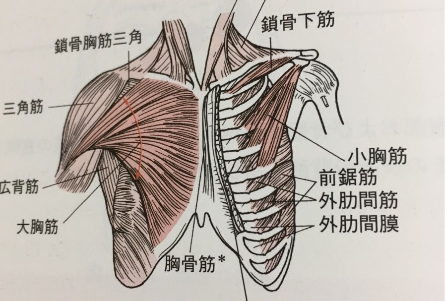 基礎中の基礎 胸筋群の解剖学 あはき師の視点