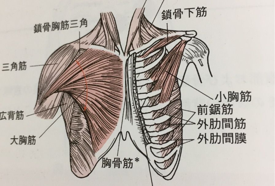 基礎中の基礎 胸筋群の解剖学 あはき師の視点 基礎中の基礎 胸筋群の解剖学 あはき師の視点