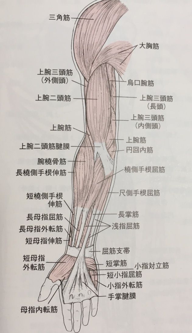基礎中の基礎 上肢の筋群の解剖学 あはき師の視点