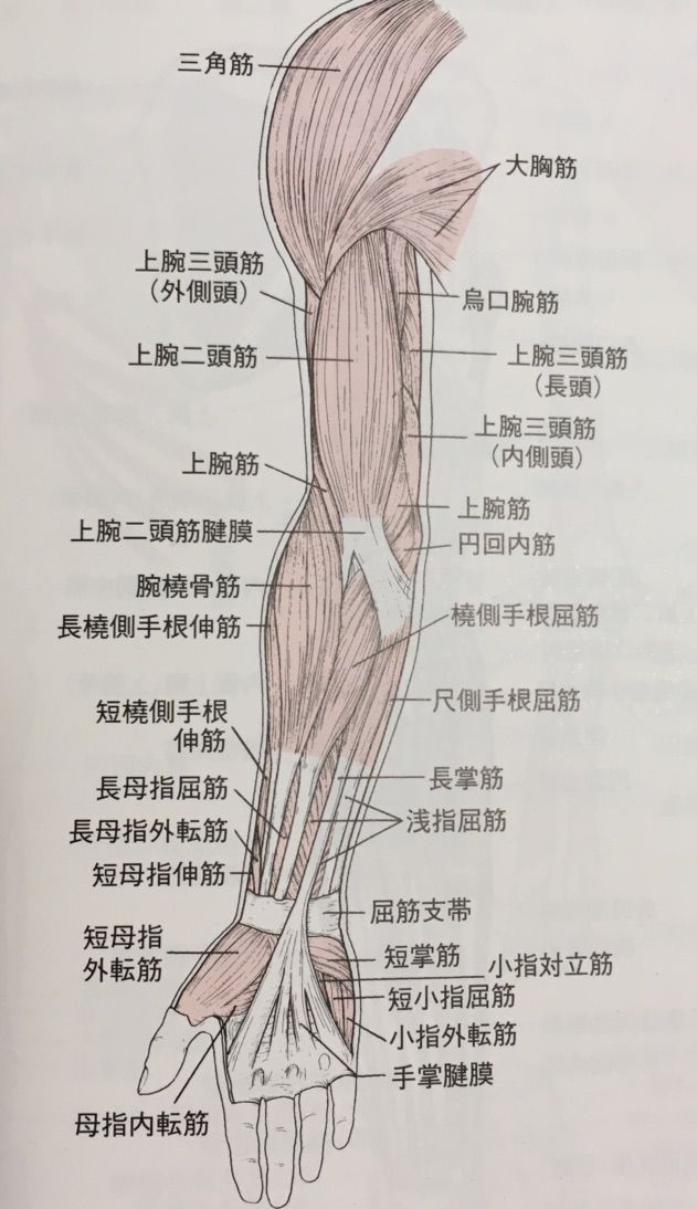 基礎中の基礎 上肢の筋群の解剖学 あはき師の視点 基礎中の基礎 上肢の筋群の解剖学 あはき師の視点