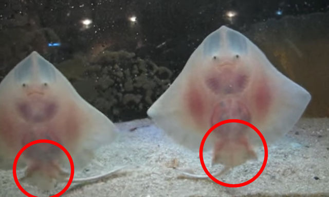 なんと エイの赤ちゃんに足が メメブロ動画