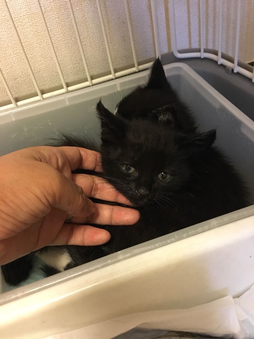 ちんじんでちゅよ グチ子の猫日記