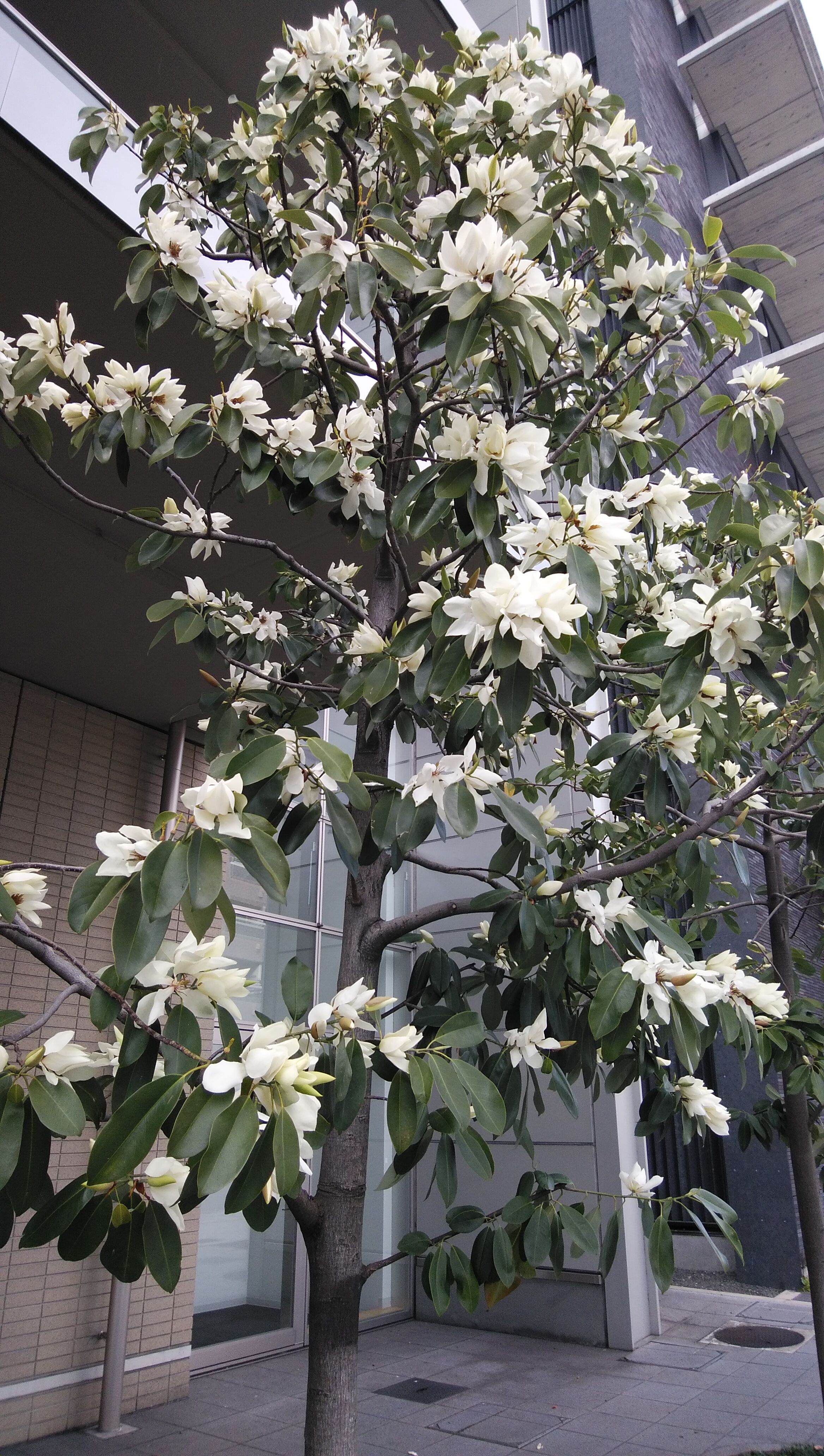 ミヤマガンショウ 朱雀の洛中日記 ミヤマガンショウ 朱雀の洛中日記