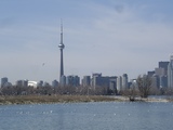 Bird CN Tower7175