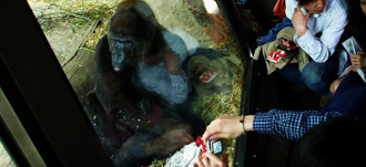 上野動物園のゴリラと人間