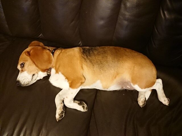 腰痛発症 犬が三毛の一族 腰痛発症 犬が三毛の一族