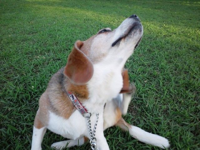 ういやつじゃ 犬が三毛の一族 ういやつじゃ 犬が三毛の一族