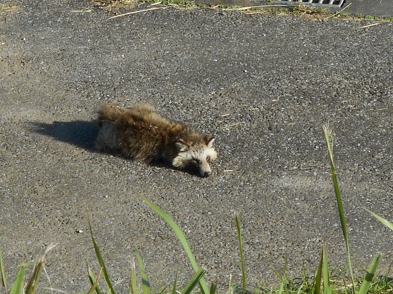 たぬきが昼寝 犬が三毛の一族