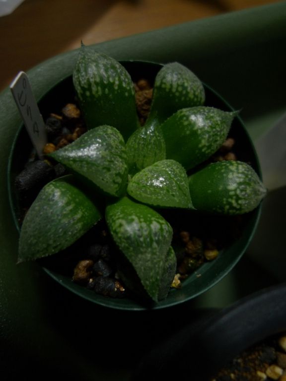 ３月３１日 サボテン 多肉バザール 五反田tocビル 農工植研ブログ