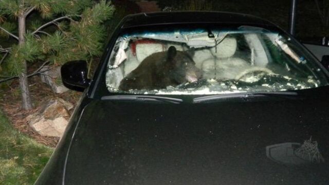 HT_BEAR_CAR_141009_DG_16x9_1600