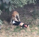 中国人 トラ 動物園