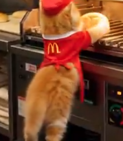 マクドナルド　猫