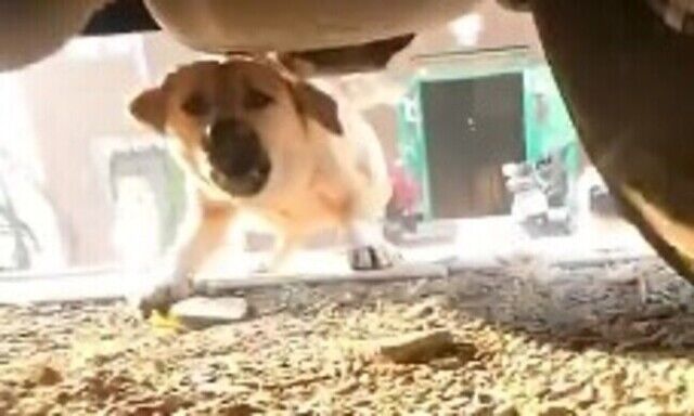【動画】 イヌの群れに囲まれて「四面楚歌」状態のネコの自己視点映像！！