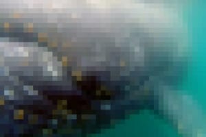 【閲覧注意】クジラを至近距離で見てはいけない理由…（画像あり）