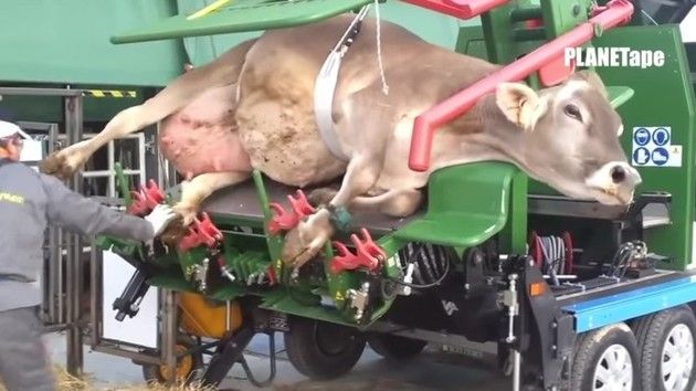 【動画】　ウシの「蹄（ひづめ）」を整えるために牛を持ちあげる機械が凄い!!
