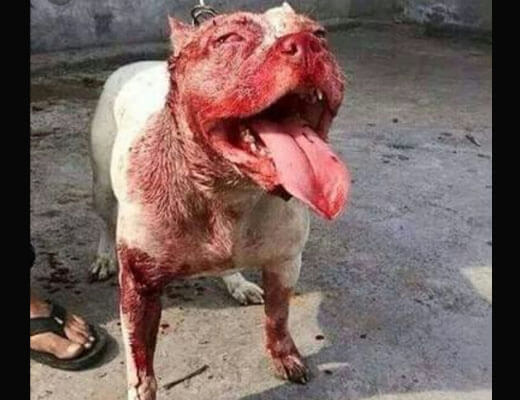 【グロ動画】泥棒が入っていった家の番犬が世界最強の殺人犬ピットブルだった結果→唇噛み千切られててクッソざまぁｗｗｗ