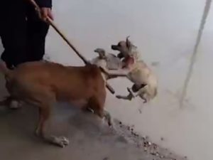 DQNが飼ってる「躾してない大型犬」が街で小型犬に出会った結果・・・（動画）