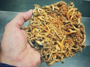 1000mの深海から地球上の生き物とは思えないクリーチャーが発見される…(画像)