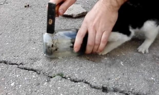 ガラス瓶に首を突っ込んで抜けなくなってしまった猫をハンマーで救出！！