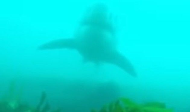 ダイバーが海中で遭遇した巨大なホホジロザメ。頭上を通過する緊張！！