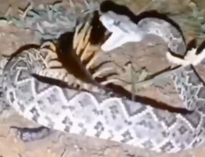 【閲覧注意】猛毒ムカデとガラガラヘビの殺し合い、その衝撃の結末がコチラ（動画あり）