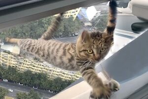 【ネコ】高層マンション15階の外にいた猫ちゃんを救った専門家のGJ動画。