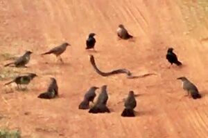 【動画】鳥すごい。ヘビを集団で攻撃する鳥たちが撮影される。