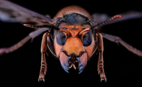 【閲覧注意】スズメバチさん、人間の首吊り死体を見つけてとんでもない事をしてしまう…（画像あり）