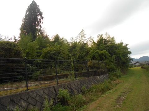 冬に竹を高さ1メートルで切れば 枯れるのか 答え ここでは枯れませんでした 建築基準法違反の手抜き工事だらけのエクステリア 造園業界 愛媛は今治の蒼園 しょうえん