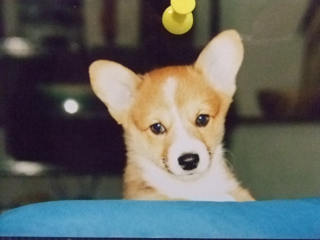 ����ʪ�פ�