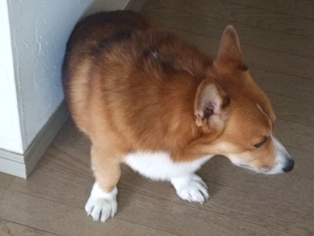 こぶオトナ