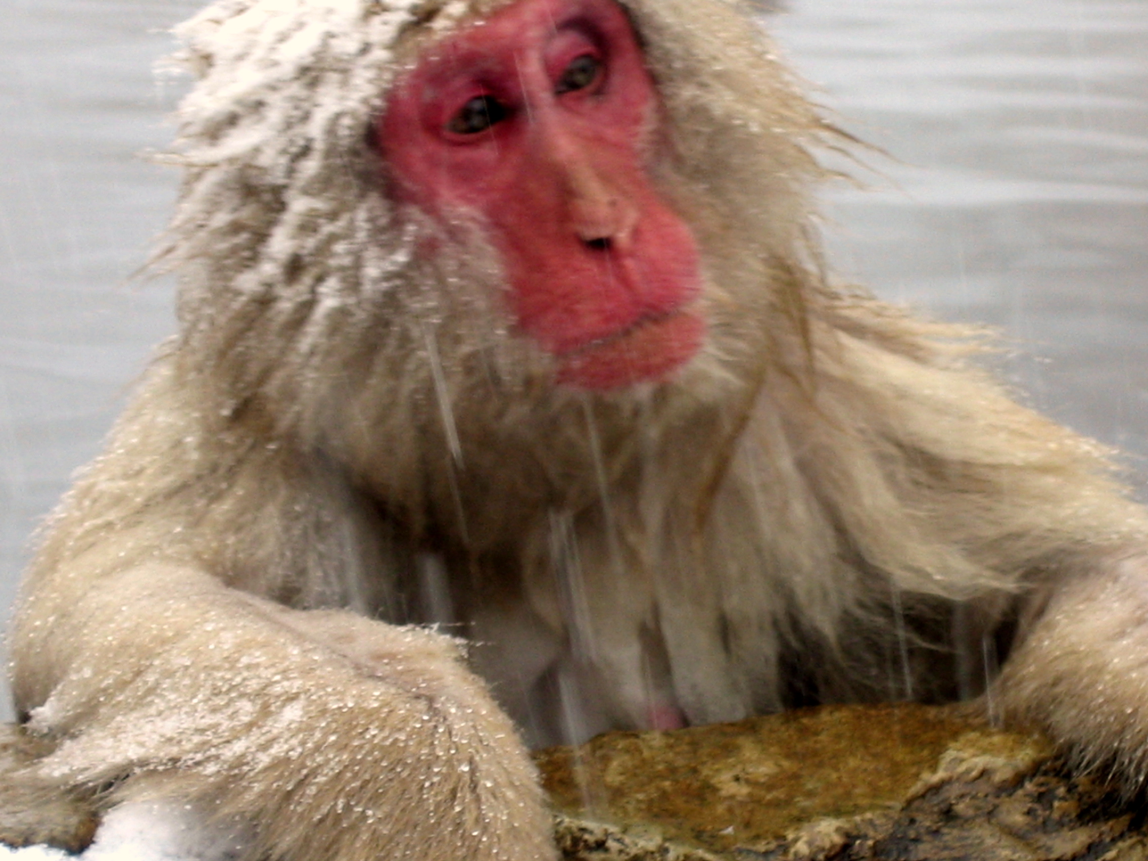 SNOW¡¡MONKEY