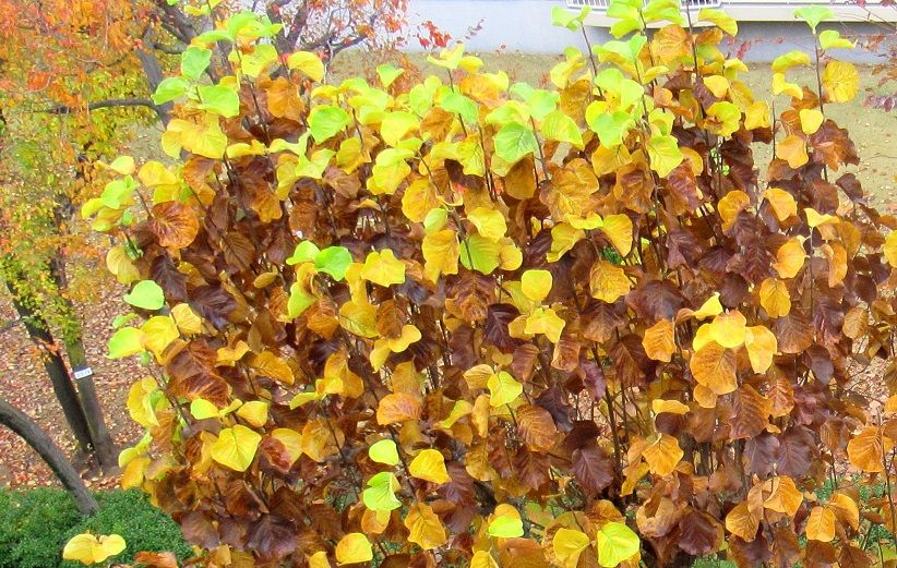 思い出してごらん Shography S Blog