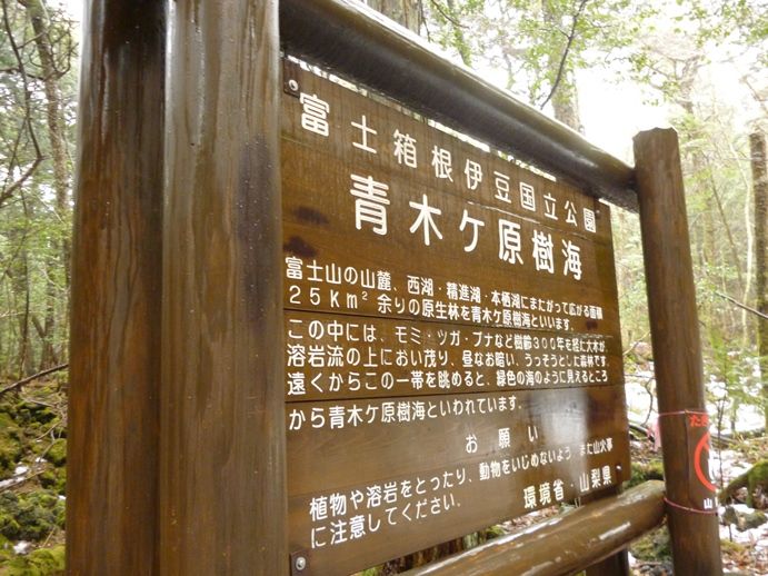 の 樹海 富士