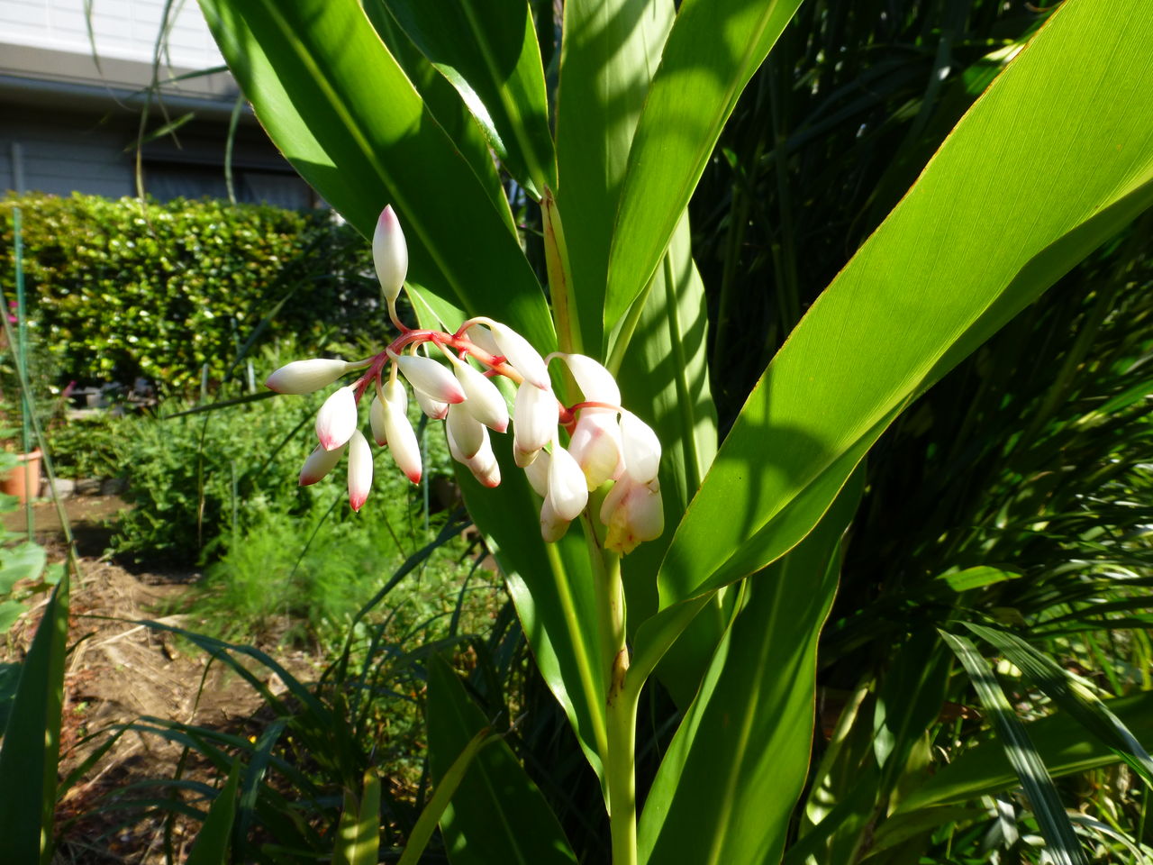 中秋の名月と月桃の花 芝川樂天