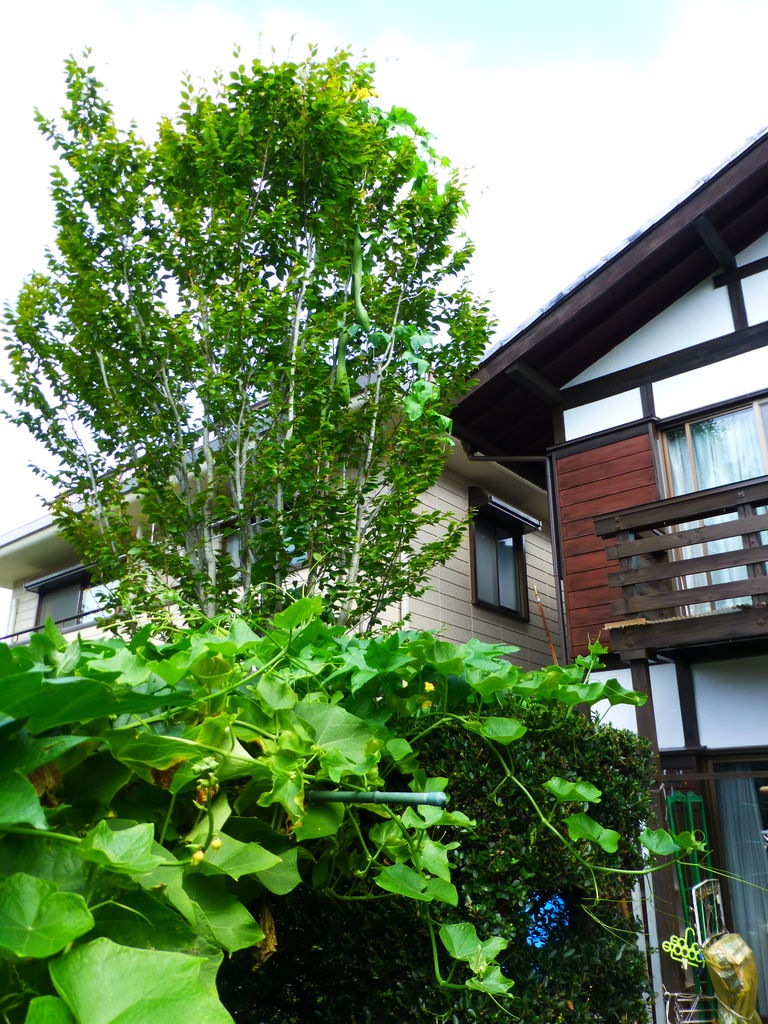 夏休みの宿題 ヘチマの観察 芝川樂天