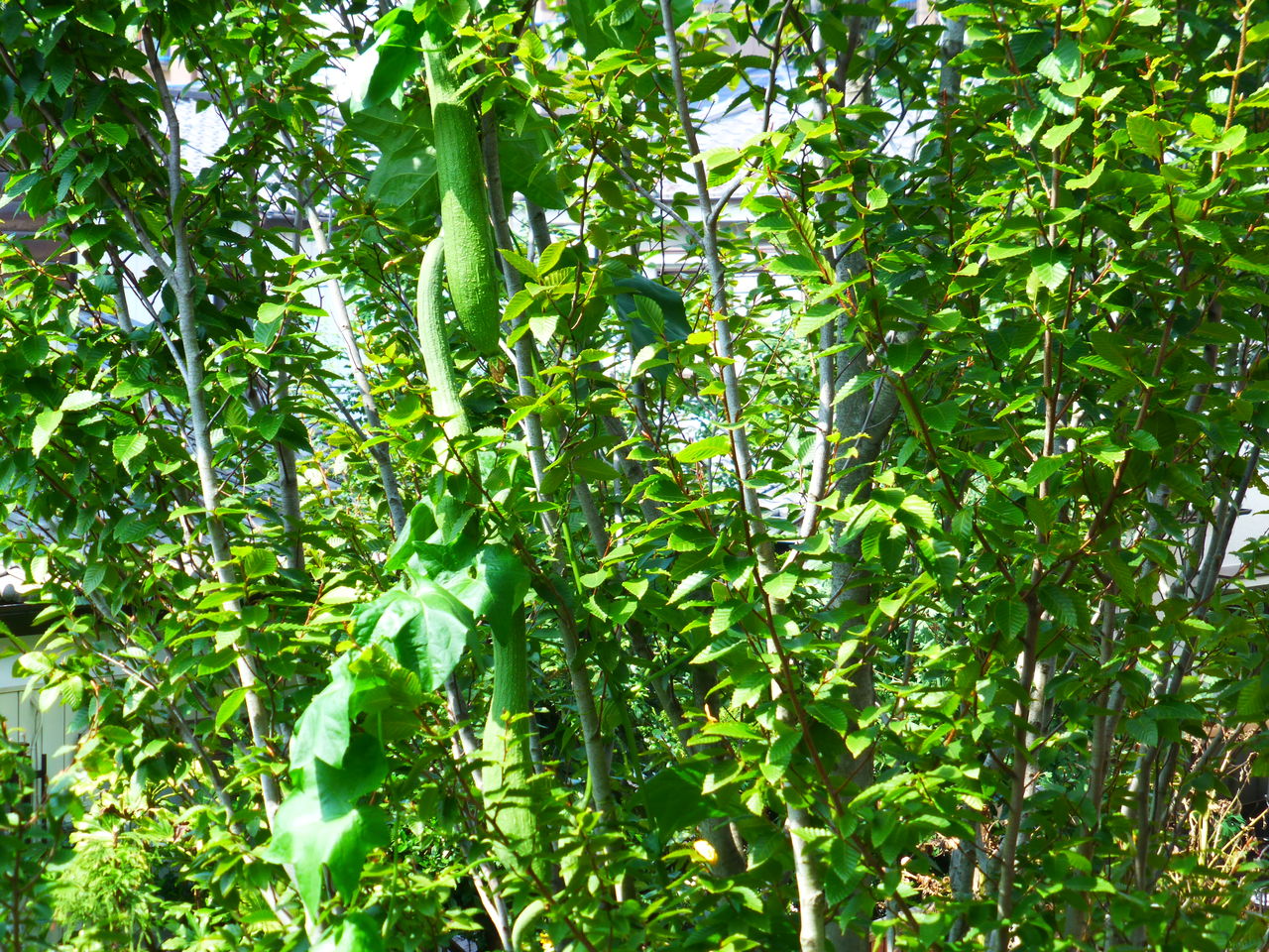 夏休みの宿題 ヘチマの観察 芝川樂天