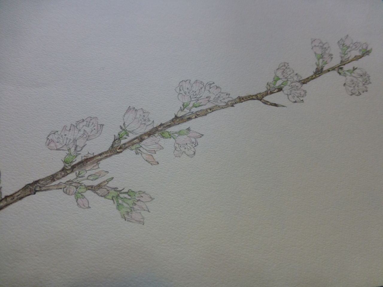 桜の植物画」 さくらが咲いたよ埼玉県 : 芝川樂天