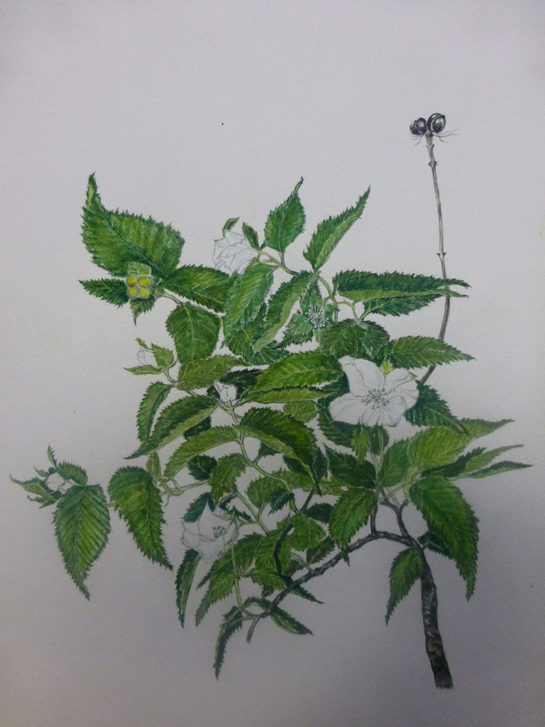 白山吹 と 太田道灌 芝川樂天