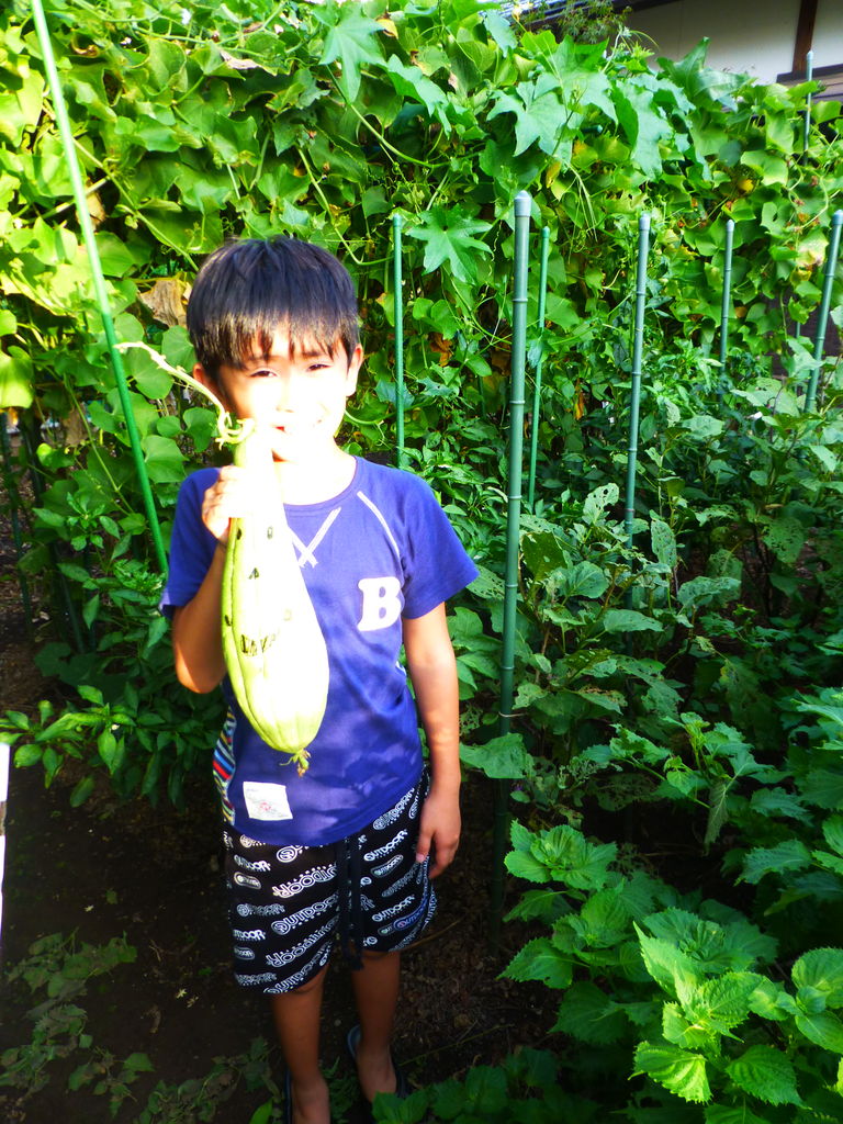 夏休みの宿題 ヘチマの観察 芝川樂天