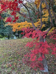 PXL_20241204_052625553