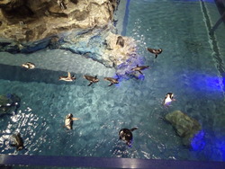 すみだ水族館 (5)