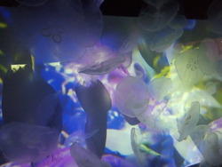 すみだ水族館 (3)