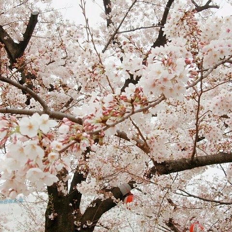 IMG_20190330_201449_921