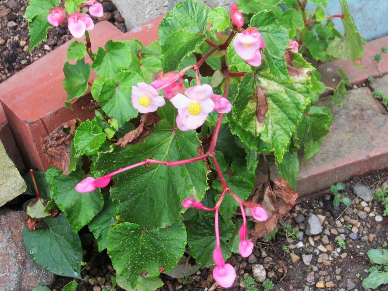 9月 秋の花の名前を漢字で紹介 遊太郎窯のぽつぽつ日記