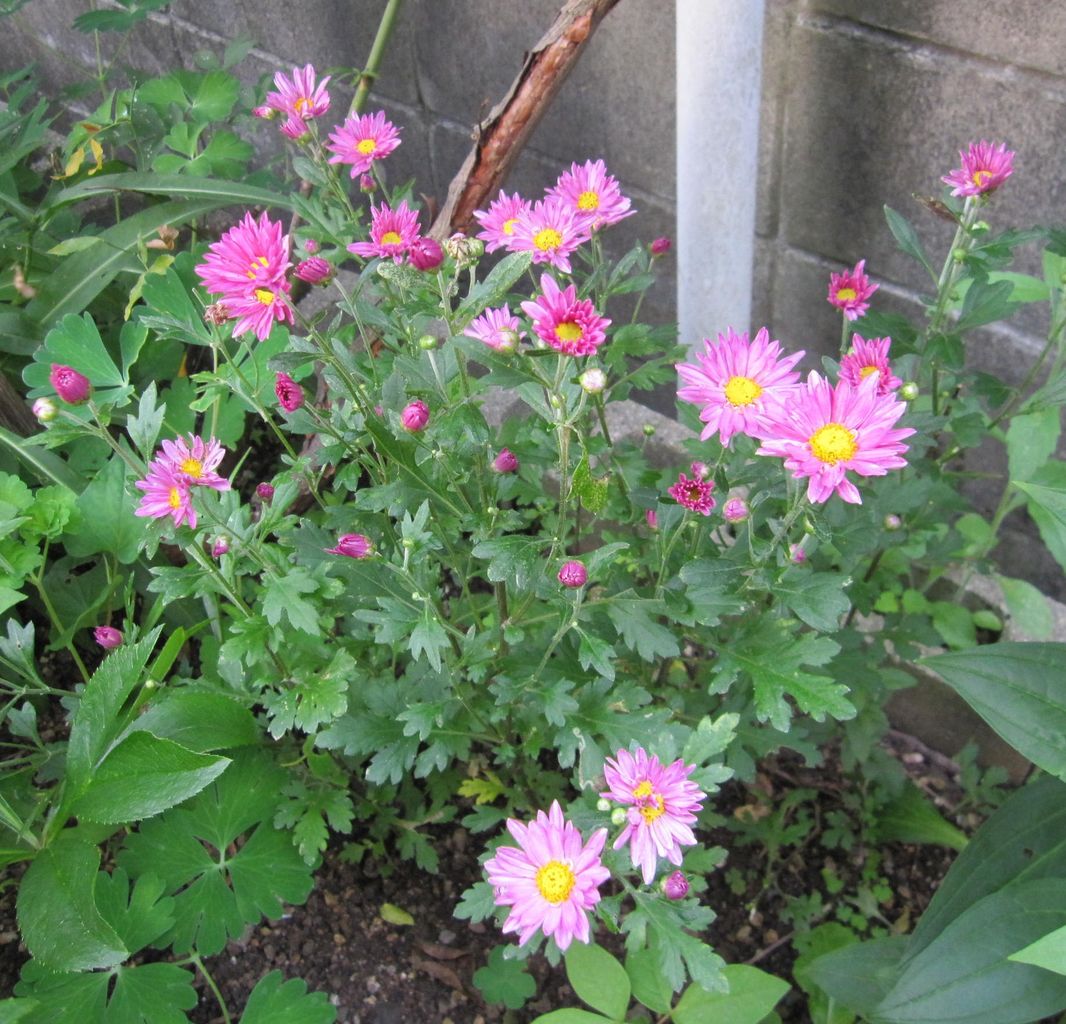 遊太郎窯のぽつぽつ日記 : 7月 庭にお客さま ”花と蝶”、”花とカマキリ”